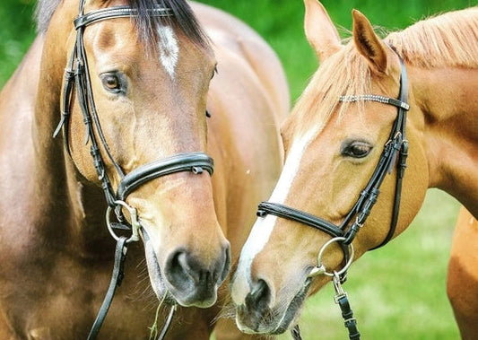 Books & Bridles Camp - July 15 - 18 (Weekly Rate)